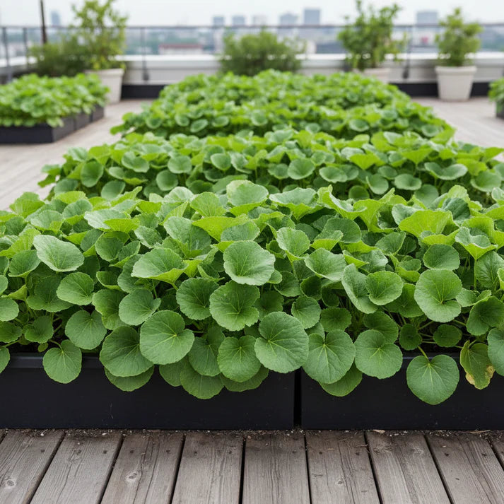 Chinese Mallow Vegetable Seeds for Planting