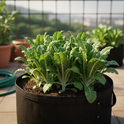 Chicory Catalogna Seeds for Planting (Puntarelle)