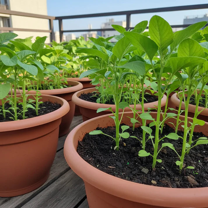 Kashmiri Saag Seeds for Planting