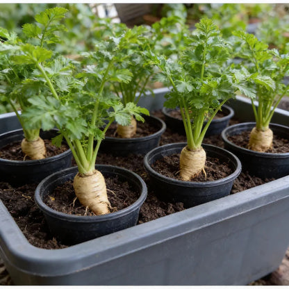 Tender and True Parsnip Seeds – Heirloom Root Vegetable Seeds