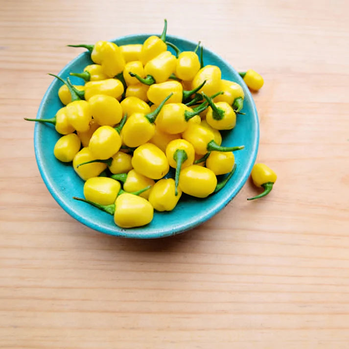Chilli Habanero Yellow Jelly Bean Seeds for Home Garden