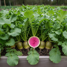 Watermelon Radish Seeds – Heirloom Garden Radish Variety