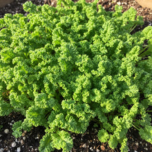 Wrinkled Crinkled Cress Seeds for Home Gardening