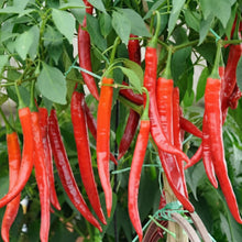 Jwala Pariksha Chilli Seeds for Planting