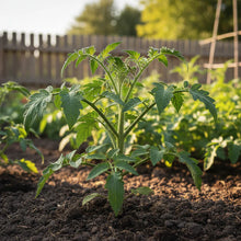 Pineapple Tomato Seeds – Heirloom Bicolor Tomato Seeds for Home Garden