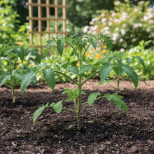 Mortgage Lifter Tomato Seeds – Heirloom Beefsteak Tomato Seeds for Home Garden