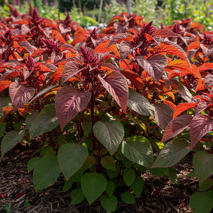 Molten Fire Amaranth Seeds