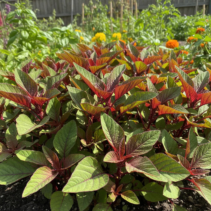 Bicolour Amaranth Greens Seeds