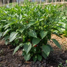 Chilli Bido Tacana Red Seeds – Chilli Pepper Seeds for Home Garden