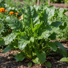 Yellow Beetroot Boldor F1 Seeds for Home Garden