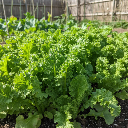 Chirimen Hakarashi Mustard Seeds
