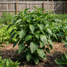 Merlot F1 Sweet Pepper Seeds for Home Garden