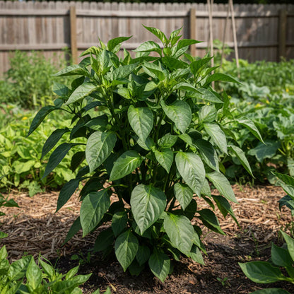 Merlot F1 Sweet Pepper Seeds for Home Garden