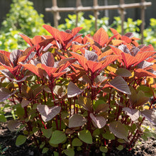 Red Leaf Amaranth Seeds for Home Garden