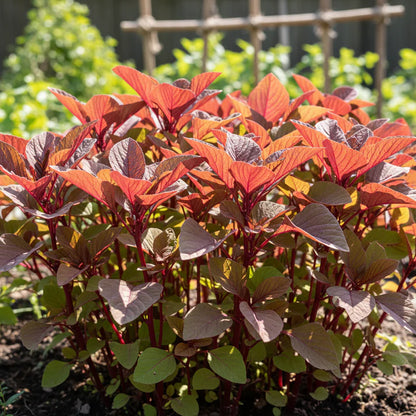 Red Leaf Amaranth Seeds for Home Garden