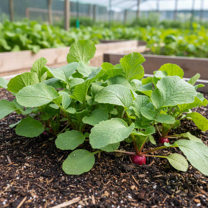Radish Heirloom Mix Seeds for Home Garden Planting