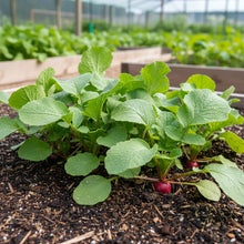 Radish Heirloom Mix Seeds for Home Garden Planting