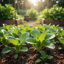 Jung Green Leafy Vegetable Seeds