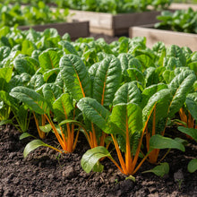 Silverbeet Oriole Orange Seeds