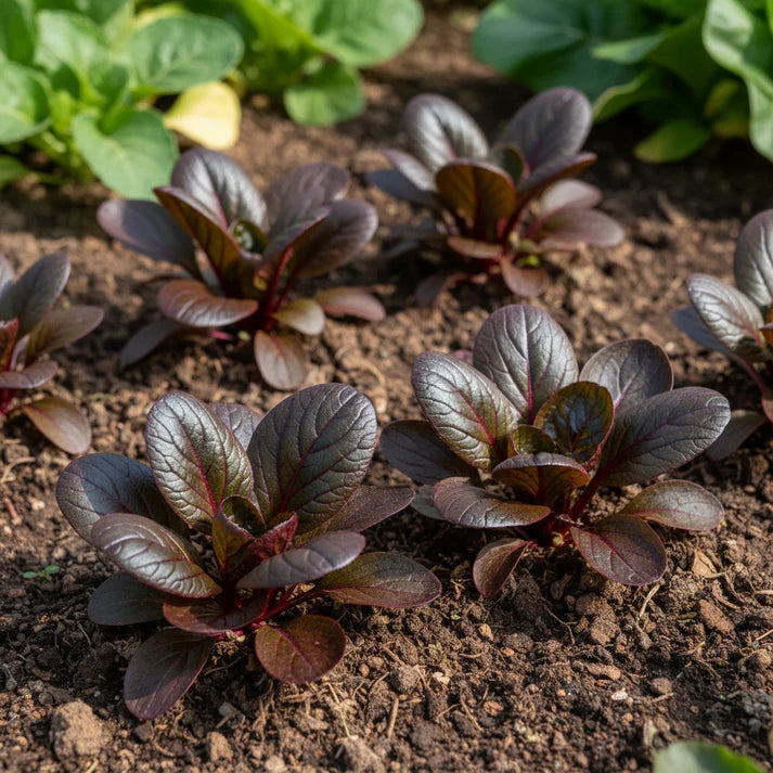Tatsoi Red Seeds for Home Garden
