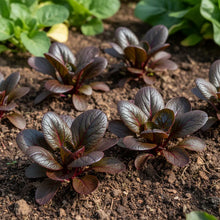 Tatsoi Red Seeds for Home Garden