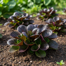 Tatsoi Viola Oriental Mustard F1 Seeds