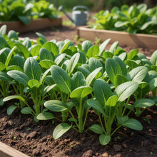 Yu Choy Sum Seeds for Home Garden
