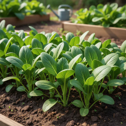 Yu Choy Sum Seeds for Home Garden
