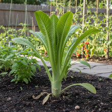 Asparagus Lettuce Seeds for Home Garden