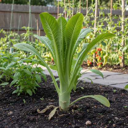 Asparagus Lettuce Seeds for Home Garden