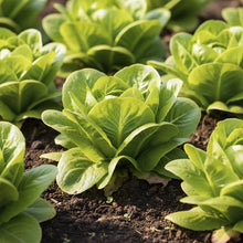 Butterhead Lettuce Boston Bibb Seeds