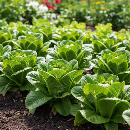 Butterhead Summer Crisp Lettuce Seeds