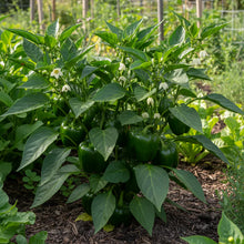 King of the North Bell Pepper Seeds for Home Gardening
