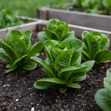 Little Gem Lettuce Seeds for Home Garden