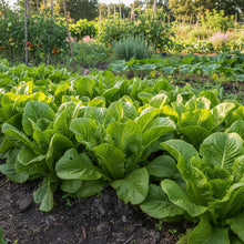 Black Seeded Simpson Lettuce Seeds