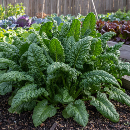 Bloomsdale Long Standing Spinach Seeds