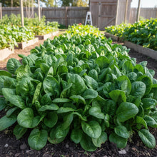 Catalina Spinach Seeds