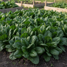 Emperor Spinach Seeds for Home Garden