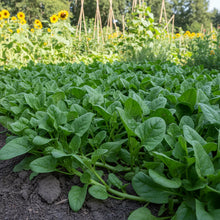 New Zealand Spinach Seeds for Home Garden