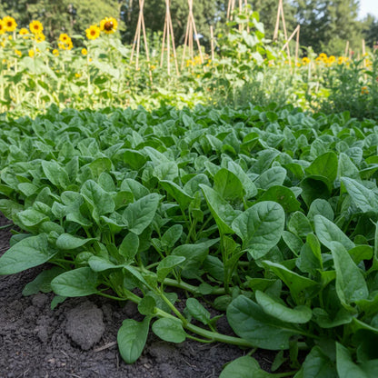 New Zealand Spinach Seeds for Home Garden