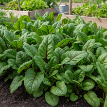 Red Cardinal Spinach Seeds for Home Garden