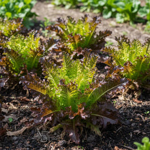 Red Oakleaf Lettuce Seeds for Home Garden