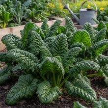 Viroflay Spinach Seeds for Home Garden