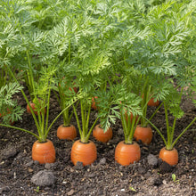 Red Cored Chantenay Carrot Seeds - Heirloom Sweet Crisp Carrot Seeds for Home Garden