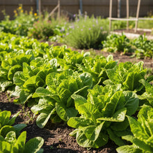 Summertime Lettuce Seeds for Home Garden