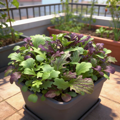 Salad Leaves Mustard Mix Seeds for Garden Planting
