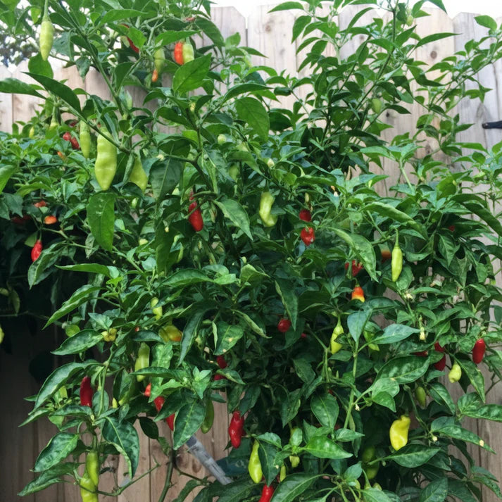 Trinidad Pimento Pepper Seeds for Planting – Flavorful Exotic Harvests