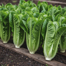 Green Romaine Lettuce Seeds for Home Garden