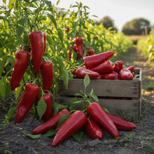 Carmen Bell Pepper Seeds for Home Gardening