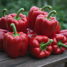 King of the North Bell Pepper Seeds for Home Gardening